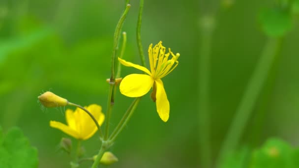 黄色のセランの花 背景がぼやけた小さな黄色い花を咲かせます セランディンの花 — ストック動画