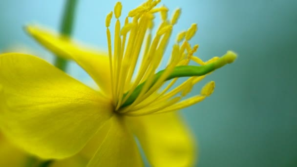 黄色のセランの花 背景がぼやけた小さな黄色い花を咲かせます セランディンの花 — ストック動画