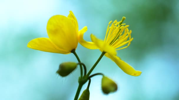 Flores Amarelas Celandinas Pequenas Flores Amarelas Com Fundo Borrado Flores — Vídeo de Stock