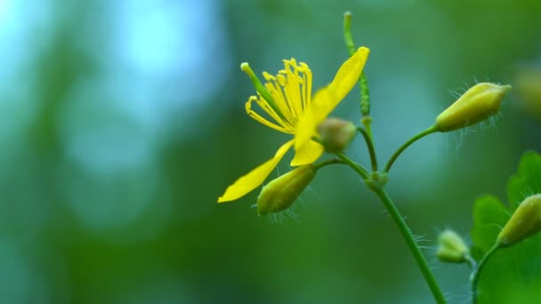 Flores Amarillas Celanina Flores Amarillas Pequeñas Con Fondo Borroso Florece — Vídeo de stock