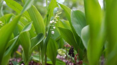Vadinin nilüferlerinin çiçekleri yaz bahçesinde açık havada hafif rüzgarda sallanıyor. 4K çözünürlüklü makro çekim.