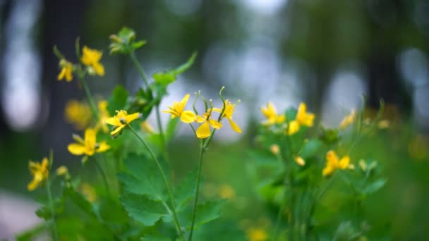 Жовті Квіти Чистотілу Маленькі Жовті Квіти Розмитим Тлом Квіти Чистотілу — стокове відео
