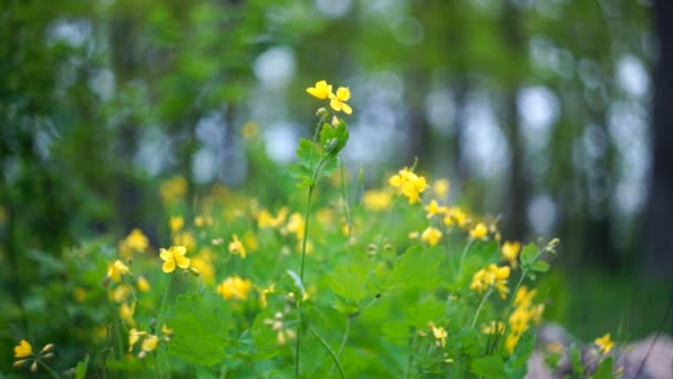 黄色的芹菜花 背景模糊的黄色小花 西兰花花 — 图库视频影像