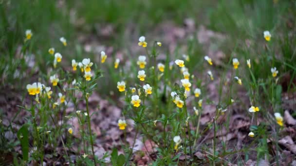 森のバイオレット花 春の牧草地に咲く野生の森の紫色の花 — ストック動画