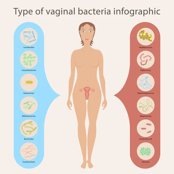 Ginecologia Illustrazione vettoriale — Vettoriale Stock