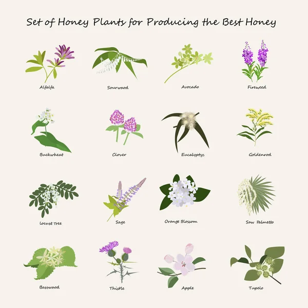 Honey planty set — Stock Vector