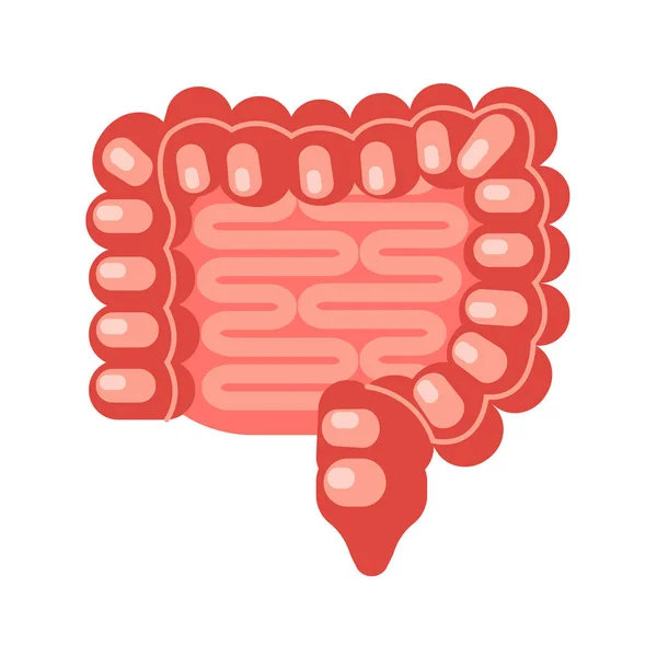 Intestino humano plano — Vector de stock