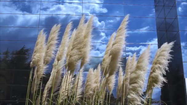 Pampas 잔디-미러 건물에 흐린 하늘 배경-슬로우 모션 — 비디오