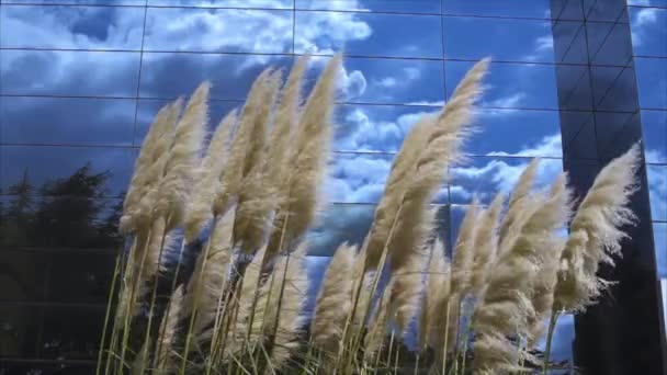Pampas græs - overskyet himmel baggrund på spejlet bygning - Langsom bevægelse – Stock-video