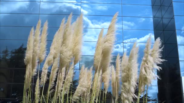 Pampas 잔디 미러 건물에 흐린 하늘 배경 — 비디오
