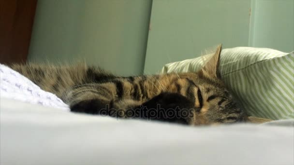 Tabby cat is sleeping — Stock Video