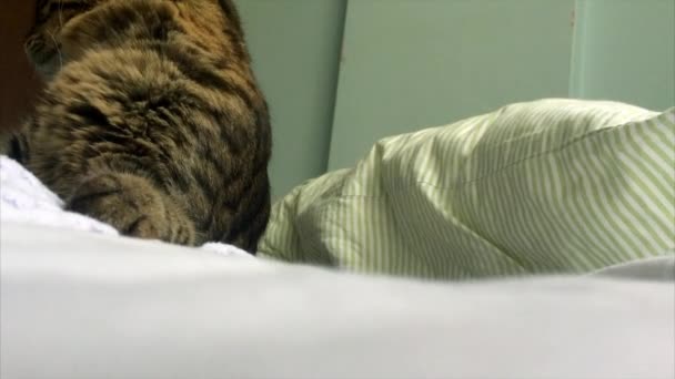 Tabby cat is sleeping — Stock Video