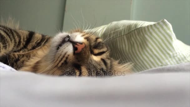 Таббі кіт спить — стокове відео