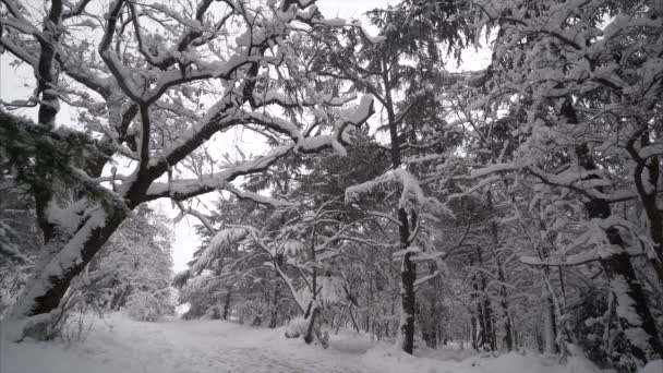 Nieve cayendo en un parque de invierno con árboles cubiertos de nieve — Vídeos de Stock