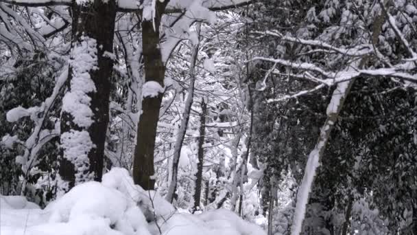 Queda de neve em um parque de inverno com árvores cobertas de neve — Vídeo de Stock