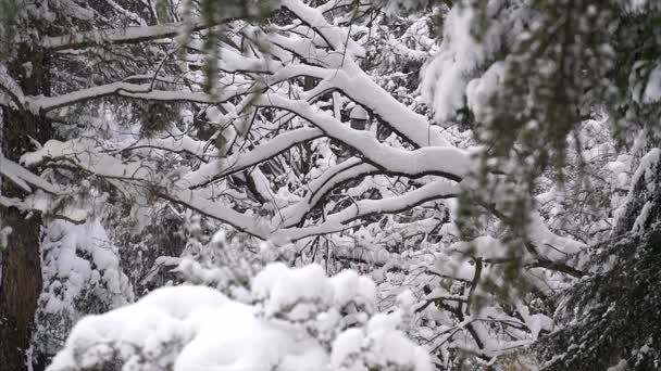 雪に覆われた木々に覆われた冬の公園で雪が降る — ストック動画