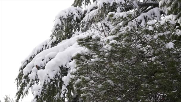 Fallande snö i en vinterpark med snötäckta träd — Stockvideo