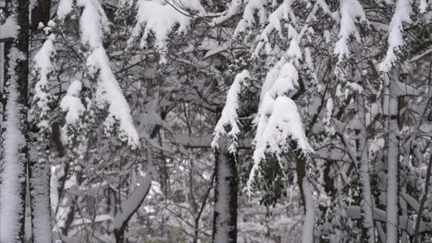 Chute de neige dans un parc d'hiver avec des arbres enneigés