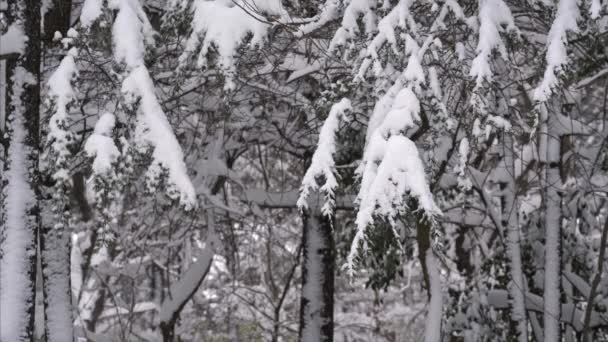 Fallande snö i en vinterpark med snötäckta träd — Stockvideo