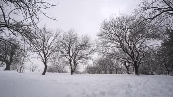 Nieve cayendo en un parque de invierno con árboles cubiertos de nieve — Vídeos de Stock