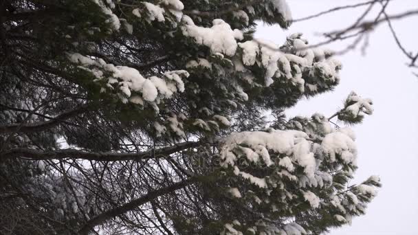 Neve in caduta in un parco invernale con alberi innevati — Video Stock