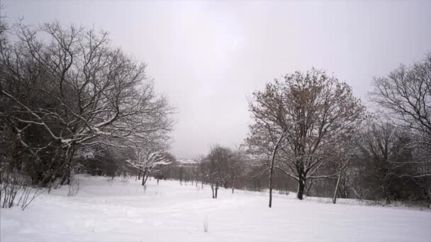 Schneefall in einem Winterpark mit schneebedeckten Bäumen — Stockvideo