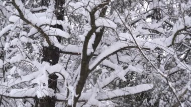 Ağaçlar - ağır çekim bir kış parkta yağan kar kar ile kaplı