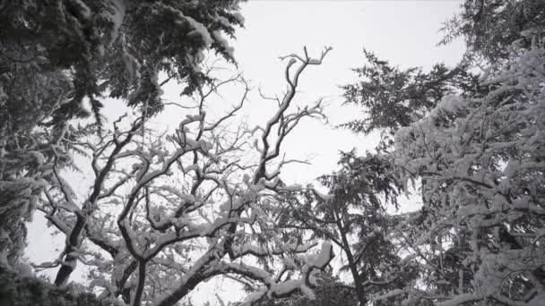 Padający śnieg w parku zimowym śniegiem pokryte drzewami - zwolnionym tempie — Wideo stockowe