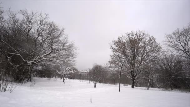 Queda de neve em um parque de inverno com árvores cobertas de neve - Movimento lento — Vídeo de Stock