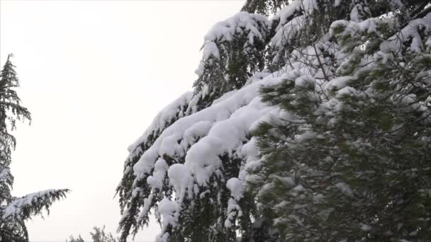 Esik a hó a téli park, hóval borított fák - lassú mozgás — Stock videók