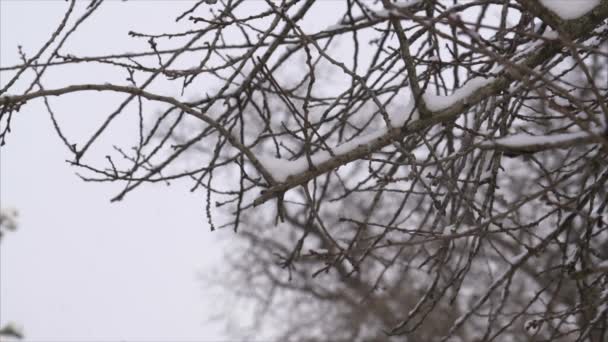 Queda de neve em um parque de inverno com árvores cobertas de neve - Movimento lento — Vídeo de Stock