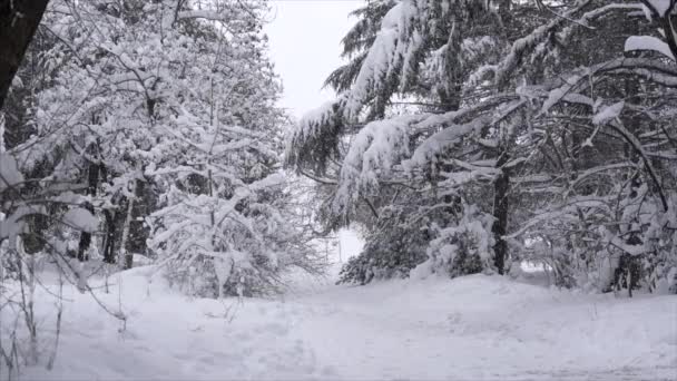 Schneefall in einem Winterpark mit schneebedeckten Bäumen - Zeitlupe — Stockvideo