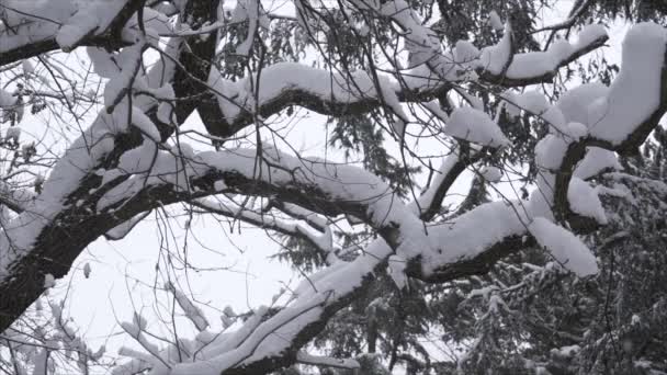Fallande snö i en winter park med snö täckt träd - Slow Motion — Stockvideo
