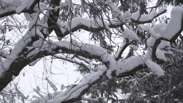 Nieve cayendo en un parque de invierno con árboles cubiertos de nieve - Slow Motion — Vídeo de stock