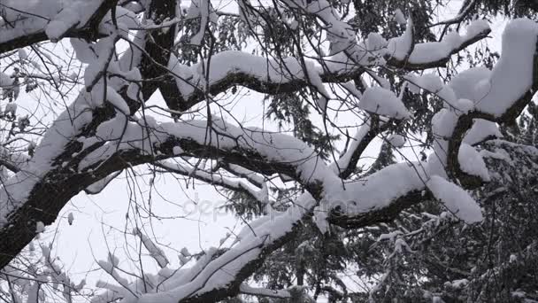 Padający śnieg w parku zimowym śniegiem pokryte drzewami - zwolnionym tempie — Wideo stockowe