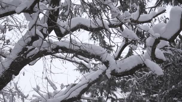 Queda de neve em um parque de inverno com árvores cobertas de neve - Movimento lento — Vídeo de Stock