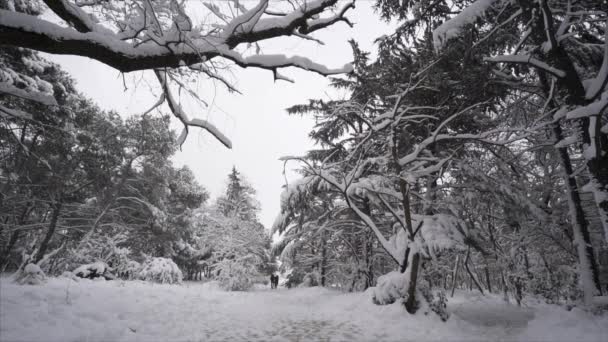 Sneeuw in een park van de winter met sneeuw bedekte bomen vallen mensen wandelen - Slow Motion — Stockvideo