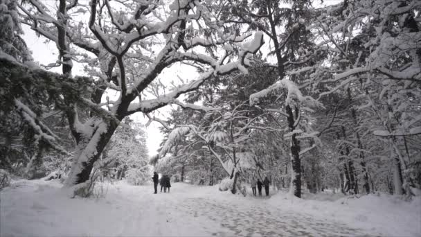 Fallande snö i en winter park med snötyngda träd människor promenader - Slow Motion — Stockvideo