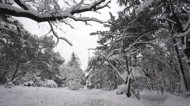 Padající sníh v zimě parku se stromy sněhem pokryté lidí chodících - pomalý pohyb — Stock video