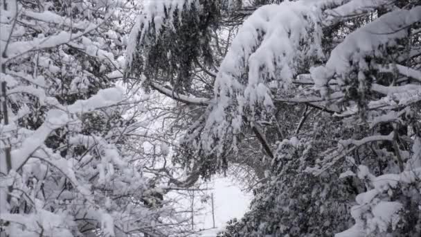 Queda de neve em um parque de inverno com árvores cobertas de neve pessoas andando - Movimento lento — Vídeo de Stock