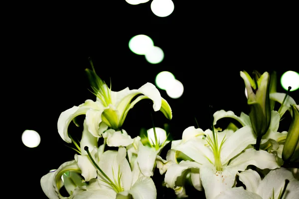 Siyah arka groung Tayland çiçek