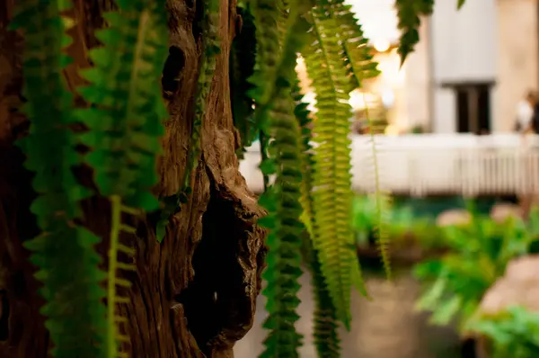 Yaprakları geri bahçede yer