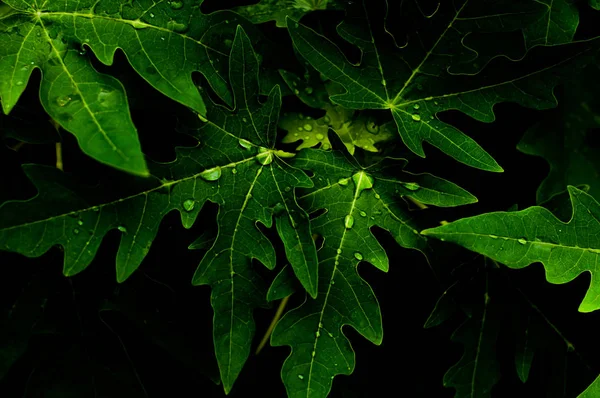 Yaprakları geri bahçede yer