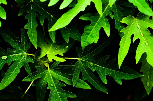 Yaprakları geri bahçede yer