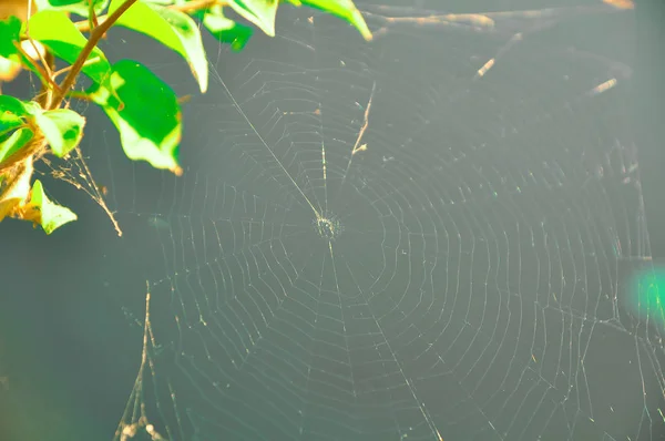 Cobweb a spider's web — Stock Photo, Image