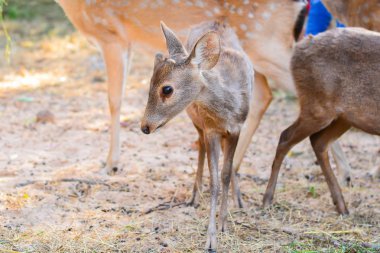 Bir çayır ormanda yürüyüş geyik.