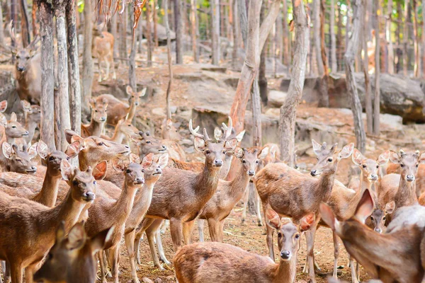 Bir çayır ormanda yürüyüş geyik.