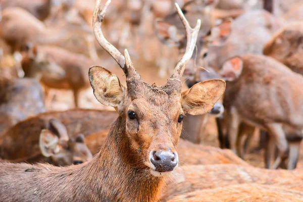 Bir çayır ormanda yürüyüş geyik.
