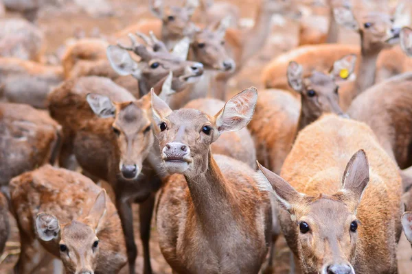 Bir çayır ormanda yürüyüş geyik.