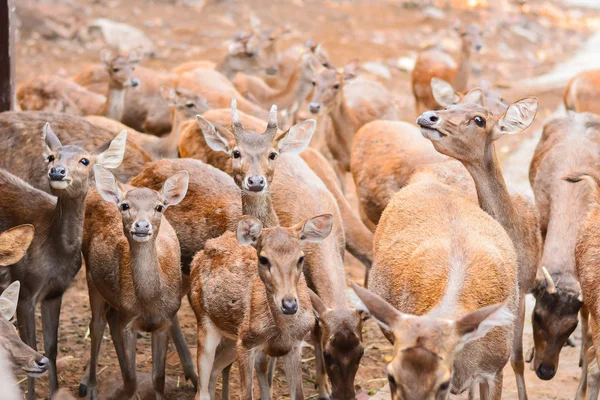 Bir çayır ormanda yürüyüş geyik.
